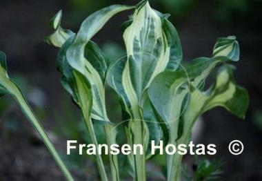 Hosta Bullfrog