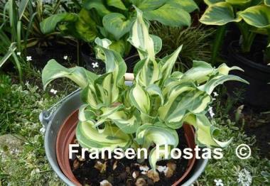 Hosta Bullfrog