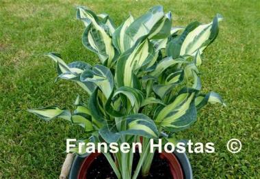 Hosta Bullfrog