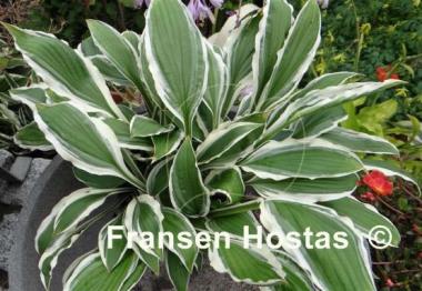 Hosta Bunchoko
