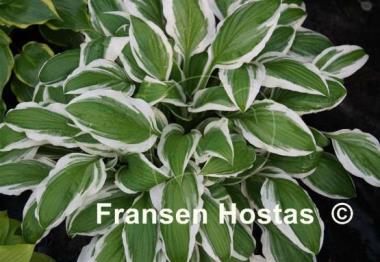 Hosta Bunchoko