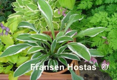 Hosta Bunchoko