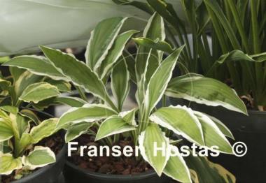 Hosta Bunchoko