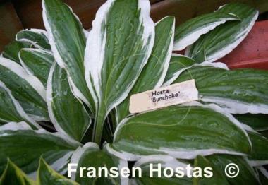 Hosta Bunchoko