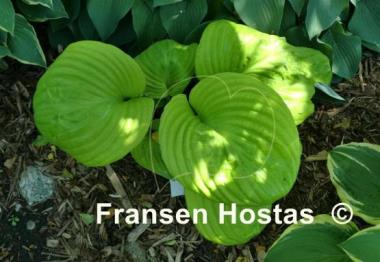 Hosta Buster