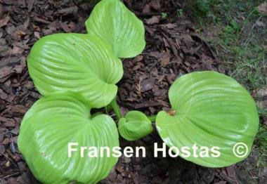 Hosta Buster