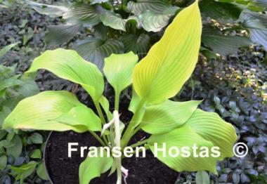 Hosta Butter Cream