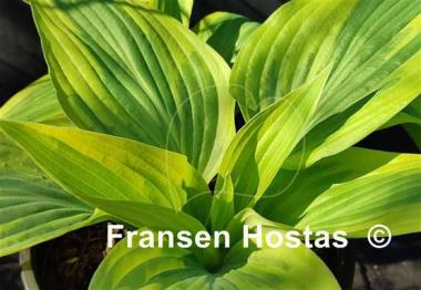 Hosta bobcat