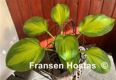 Hosta Cadillac