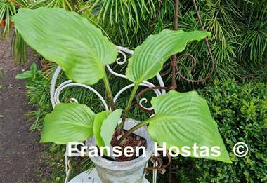 Hosta Cadiz Springs