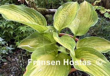 Hosta California Gold Rush