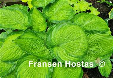 Hosta California Gold Rush