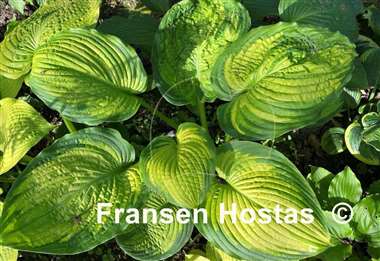 Hosta California Gold Rush