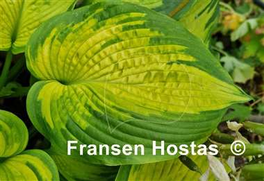 Hosta California Gold Rush