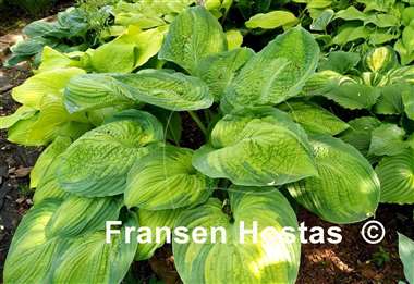 Hosta California Gold Rush
