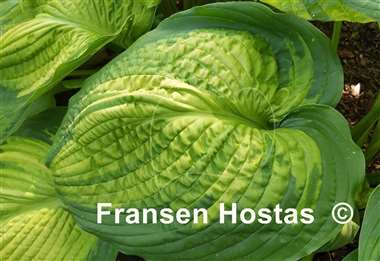 Hosta California Gold Rush