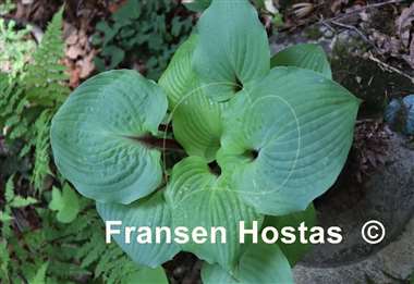 Hosta Calm before the Storm