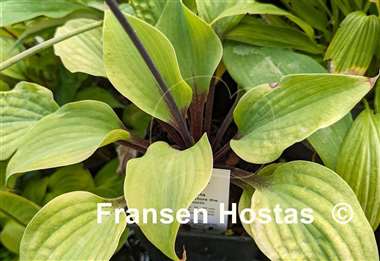 Hosta Calm before the Storm