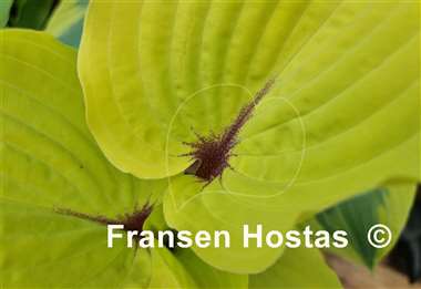 Hosta Calm before the Storm