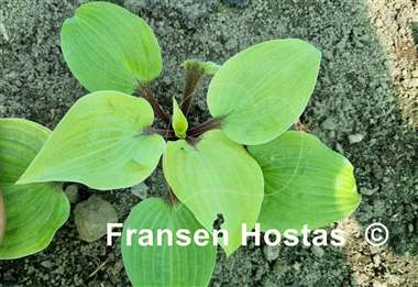 Hosta Calm before the Storm