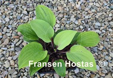 Hosta Calm before the Storm