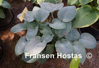 Hosta Camelot