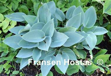 Hosta Canadian Blue