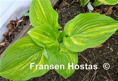 Hosta Candle Glow