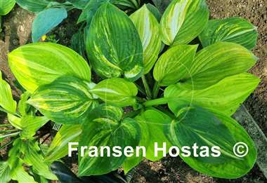 Hosta Candle Glow