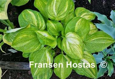 Hosta Candle Glow