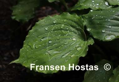 Hosta Candy Dish