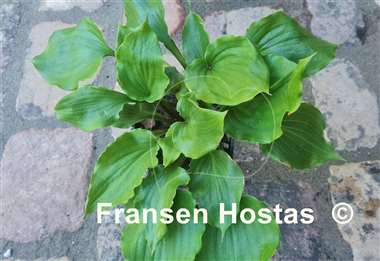Hosta Candy Dish