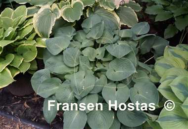 Hosta Candy Hearts