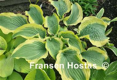 Hosta Cape Cod
