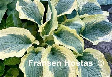 Hosta Cape Cod