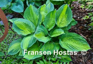 Hosta Captain Kirk