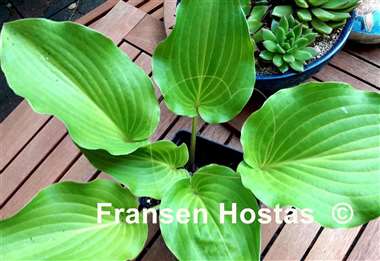 Hosta Captain Teach