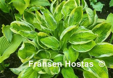 Hosta Captain's Adventure