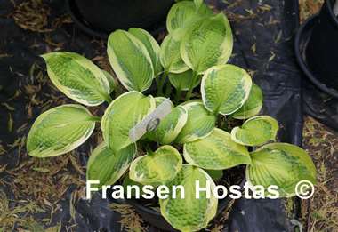 Hosta Captain's Adventure