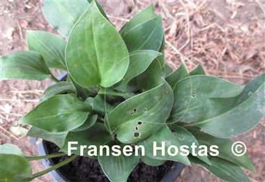 Hosta Carl