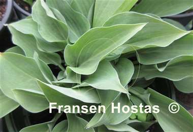 Hosta Carl