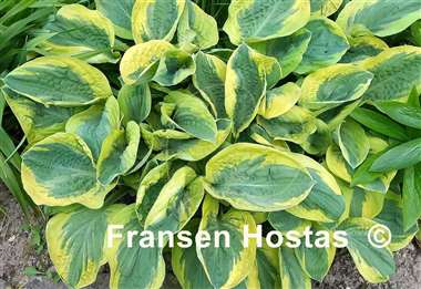 Hosta Carnival