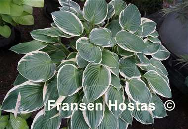Hosta Carol