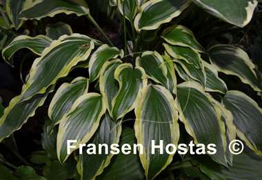Hosta Carolina Sunshine
