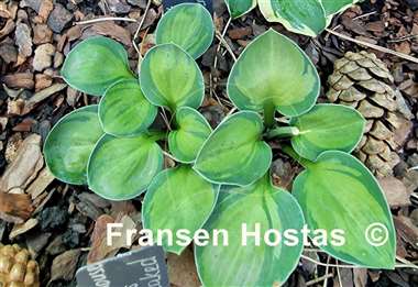 Hosta Cat and Mouse