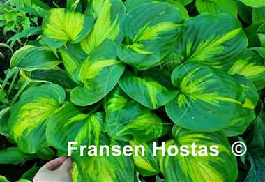 Hosta Cathedral Windows