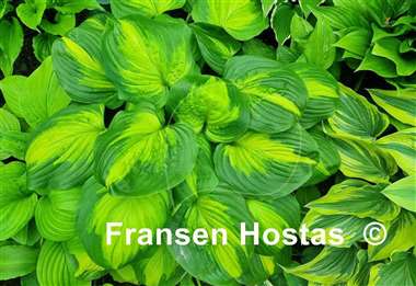 Hosta Cathedral Windows