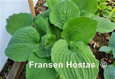 Hosta Celtic Bouquet