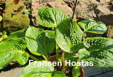 Hosta Celtic Bouquet