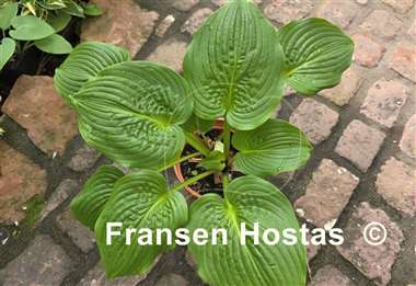 Hosta Celtic Bouquet